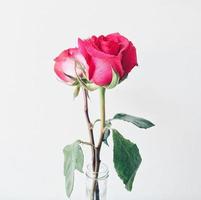 Pink roses in vase photo