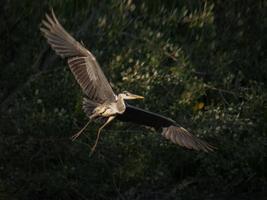 Garza en vuelo foto