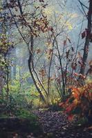 Autumn scene in a forest photo