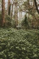 arboleda verde en el bosque foto