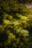 Close-up of yellow floral plant photo