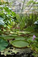 Bristol, UK, 2020 - Lily pads in indoor garden photo