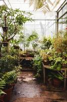 Bristol, UK, 2020 - Plants in a glass greenhouse photo