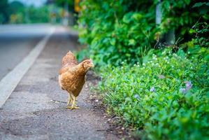 gallina marrón buscando comida en la carretera foto