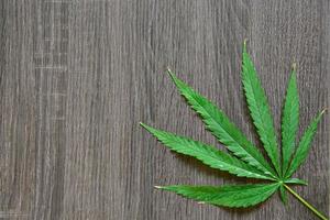 Green marijuana leaf photo