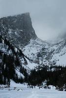 pinos en la nieve foto