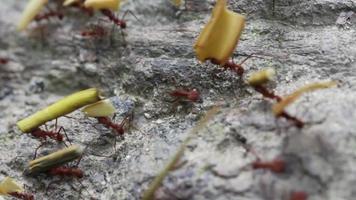 fourmis coupeuses de feuilles video