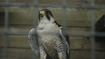 Peregrine falcon video