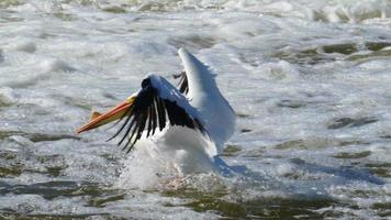 White Pelicans Flying, Swimming in Scenic River video