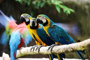 Lovely macaws on the branch