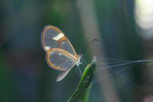Transparent Butterfly photo
