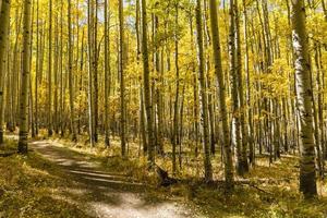 Colorado Trail Aspens photo