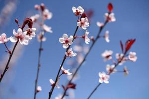 Spring Cherry Blossoms photo