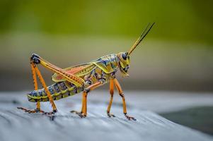 Beautiful grasshopper