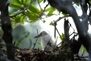 baby birds little egret bird nest photo