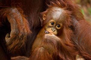 Adorable baby orangutan.