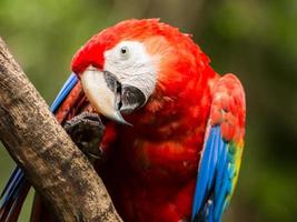 Portrait of Scarlet Macaw parrot photo
