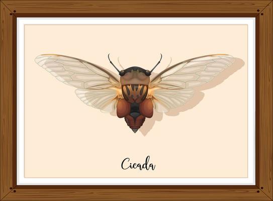 Cicada on wooden frame