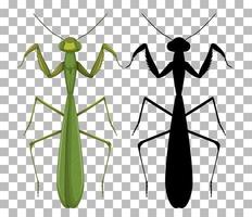 conjunto de mantis aislado vector