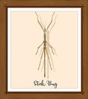 Stick bug on wooden frame vector