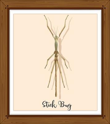 Stick bug on wooden frame