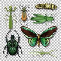 Set of different insects isolated vector