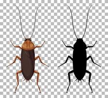 Cockroach with its silhouette isolated vector