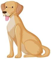 Yellow labrador retriever in sitting pose vector