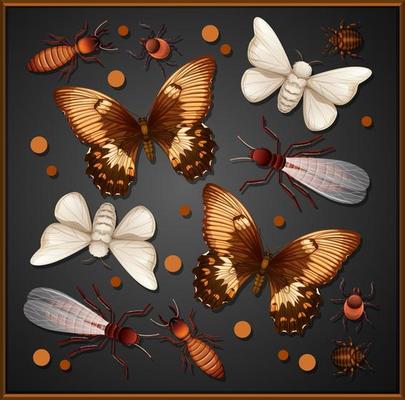 Set of different insects in wooden frame