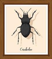 Carabidae in wooden frame vector