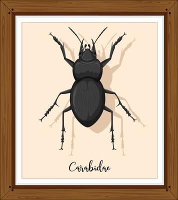 Carabidae in wooden frame