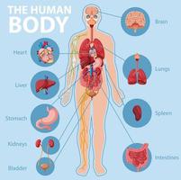 infografía de anatomía del cuerpo humano vector
