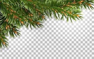 Fir tree frame isolated vector