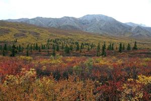 Bright Fall color in Denali National Park Alaska photo