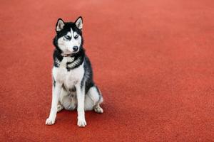 Young Husky Puppy Dog Sitting In Red Floor Outdoor photo