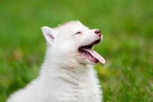 Husky puppy on a green grass photo