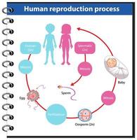 infografía del proceso de reproducción humana vector