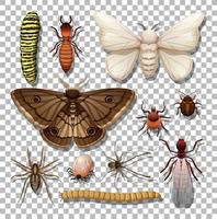 Set of different insects isolated vector