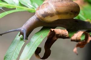 Snail on a tree photo