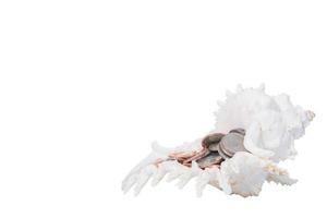 Isolated conch shell with coins photo