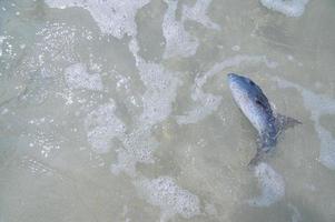 Peces muertos en el agua en la playa. foto