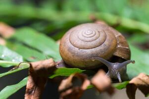 Snail on a tree photo