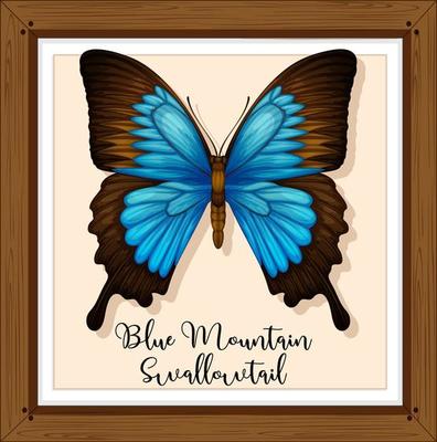 Blue butterfly in wooden frame