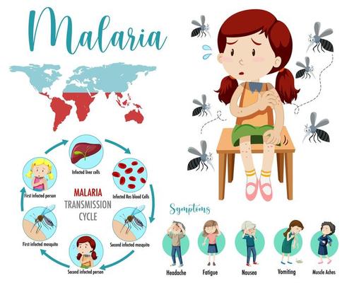 Malaria transmission cycle and symptoms infographic