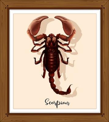 Scorpion in wooden frame