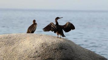 Cormorants video