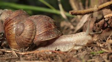 snail pace