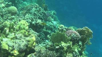 pesci colorati sulla barriera corallina video
