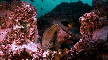 head of moray eel, reef
