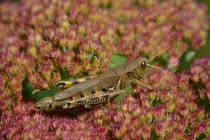 Grasshopper on Sedum photo